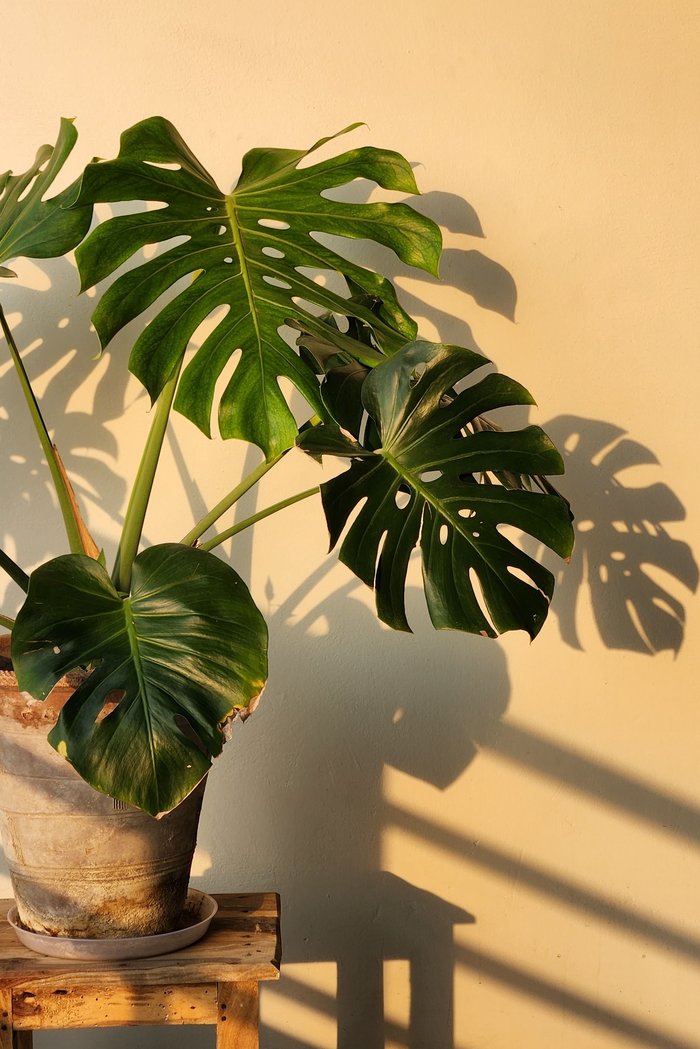 Planta monstera junto a una pared iluminada por luz cálida